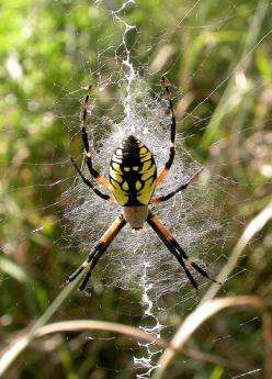 Argiope