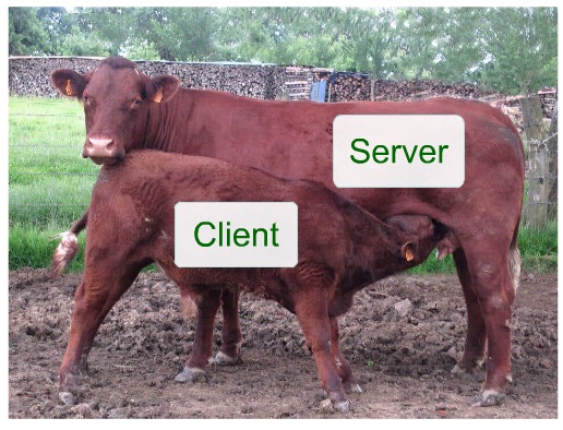 Calf (client) + cow (server)