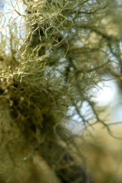 IMG_0042F